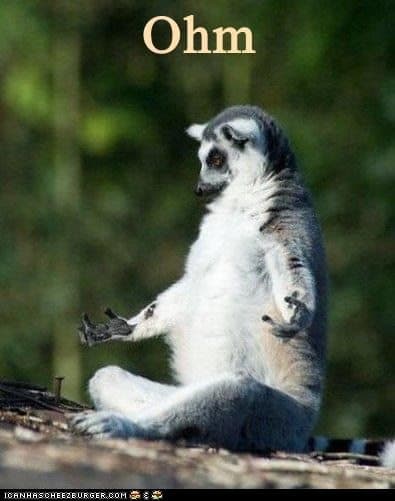 meditating-animal