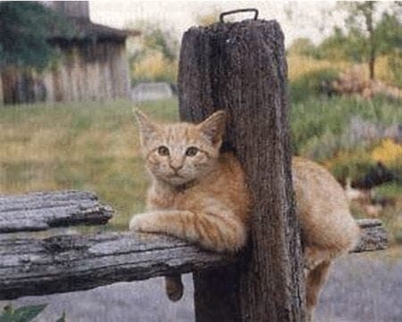 stuck cat