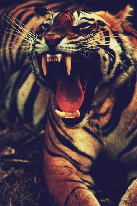TIGER PICTURES