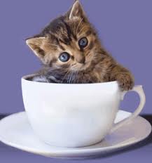 tea cup kitty