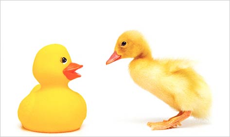 image of two ducklings facing each other