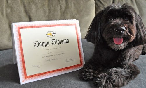 doggy-diploma