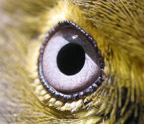 bird eye close up image