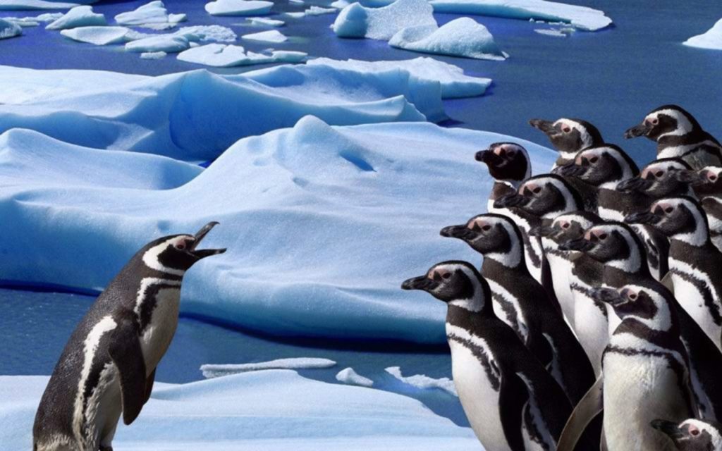 image of a penguin talking to a lot of other penguins